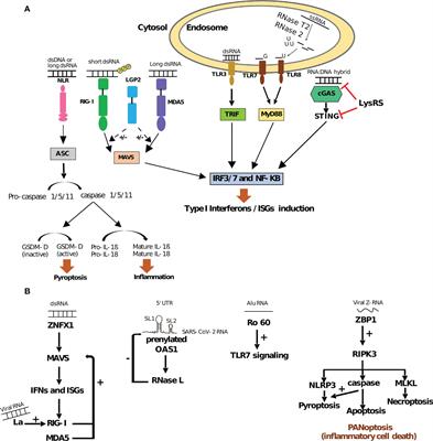 Frontiers | Shaping the Innate Immune Response Through Post